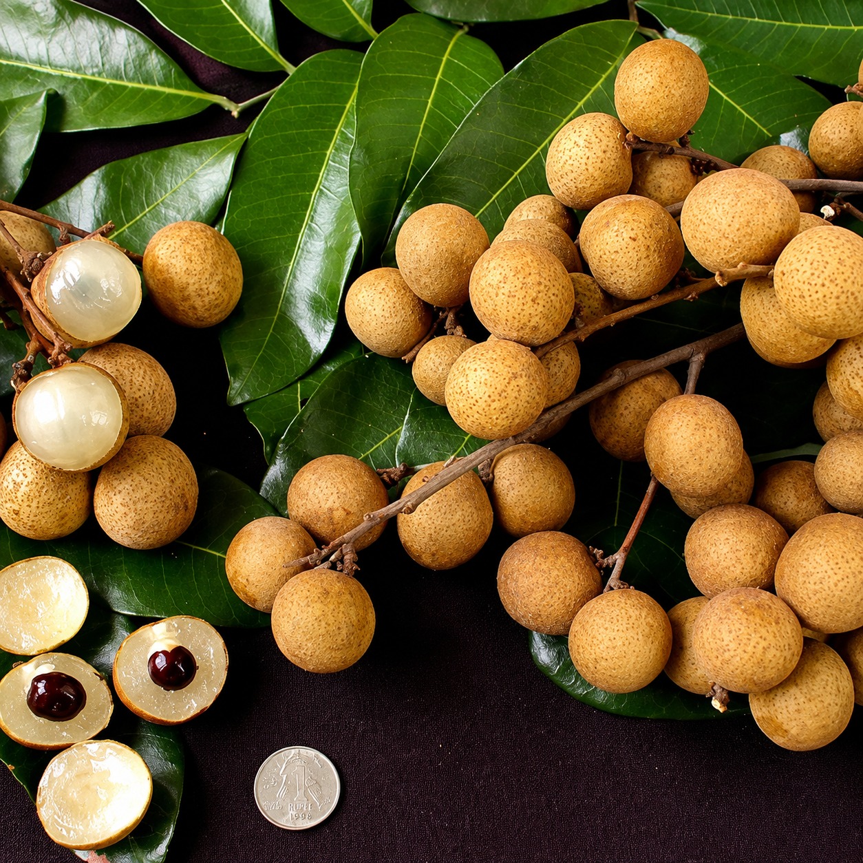 Kohala Longan Plant | Premium Sweet Longan | Grafted Fruit Plant