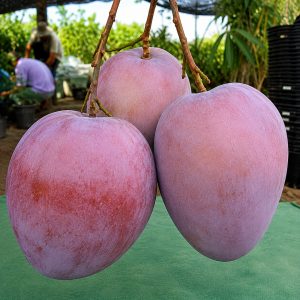 Peng Ken Ling Mango Plant | Exotic Mango Variety | Terrace Garden Special