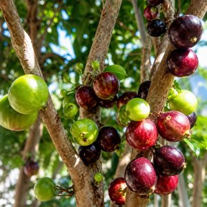 Jaboticaba Plant | ESALQ Red Jaboticaba – Premium Brazilian Fruit Variety