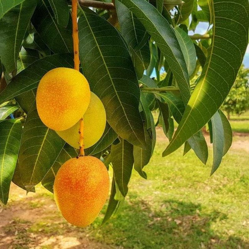 Carrie Mango Exotic Mango Plant | Premium Sweet & Fiberless Mango | Terrace Garden Special