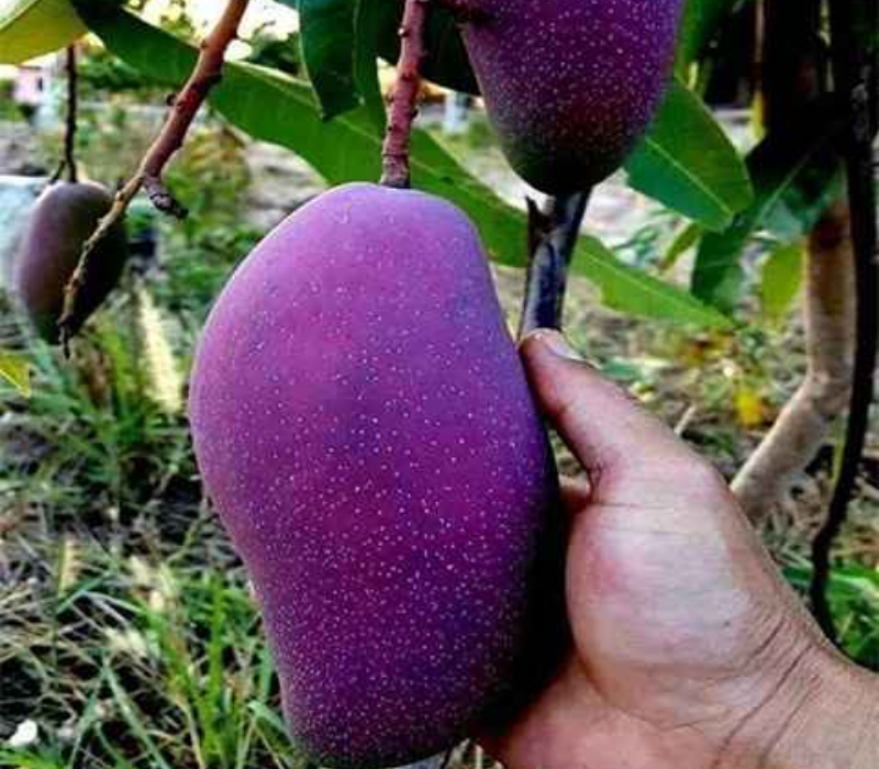 Nam Dok Mai Purple Mango Plant (Grafted) | Premium Thai Purple Mango | Ultra Sweet Fiberless Mango