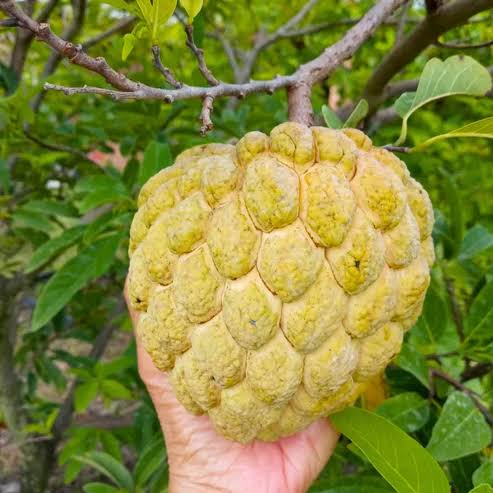 Custard Apple Plant Golden (Sitaphal Plant) – Terrace Garden Special