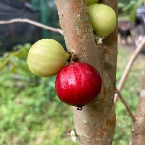 Jaboticaba Plant | ESALQ Red Jaboticaba – Premium Brazilian Fruit Variety