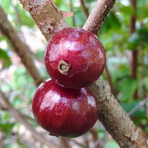 Jaboticaba Plant | ESALQ Red Jaboticaba – Premium Brazilian Fruit Variety