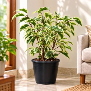 Ficus Benjamina Starlight Plant | Variegated Ficus Plant | Indoor & Outdoor Ornamental Plant