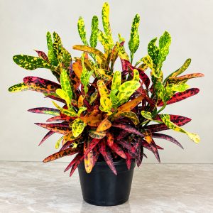 Croton Plant (Codiaeum Variegatum) | Colorful Variegated Foliage Plant | Indoor & Outdoor Ornamental Plant