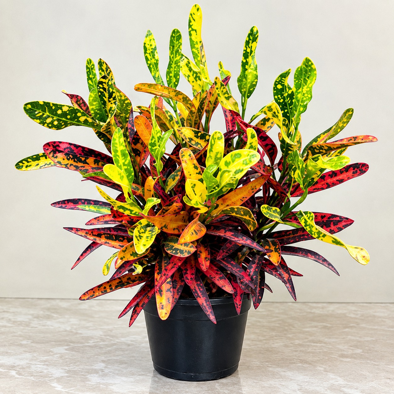 Croton Plant (Codiaeum Variegatum) | Colorful Variegated Foliage Plant | Indoor & Outdoor Ornamental Plant