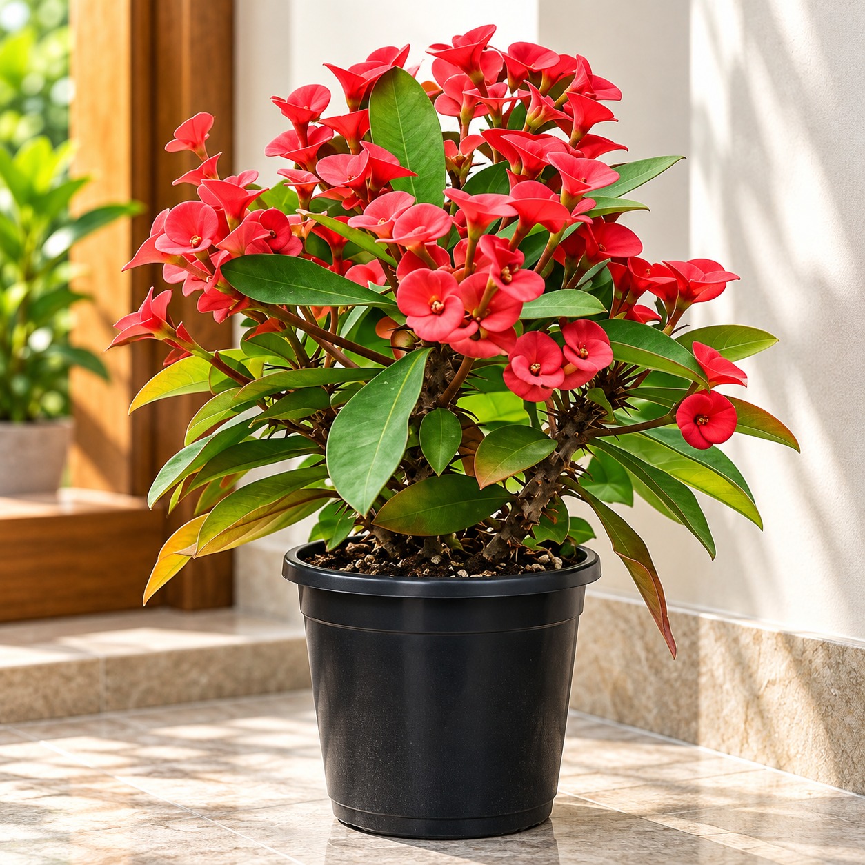 Crown of Thorns Plant (Euphorbia Milii) | Flowering Succulent Plant | Easy Care Ornamental Plant