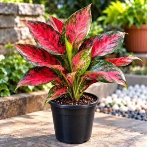 Aglaonema Red Plant | Red Chinese Evergreen | Colorful Indoor Foliage Plant