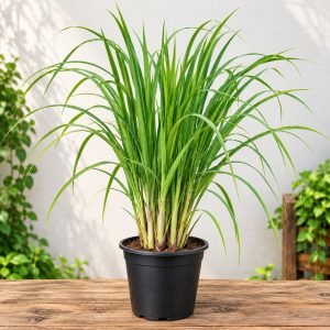 Lemongrass Plant (Cymbopogon) – Live Lemon Grass Plant
