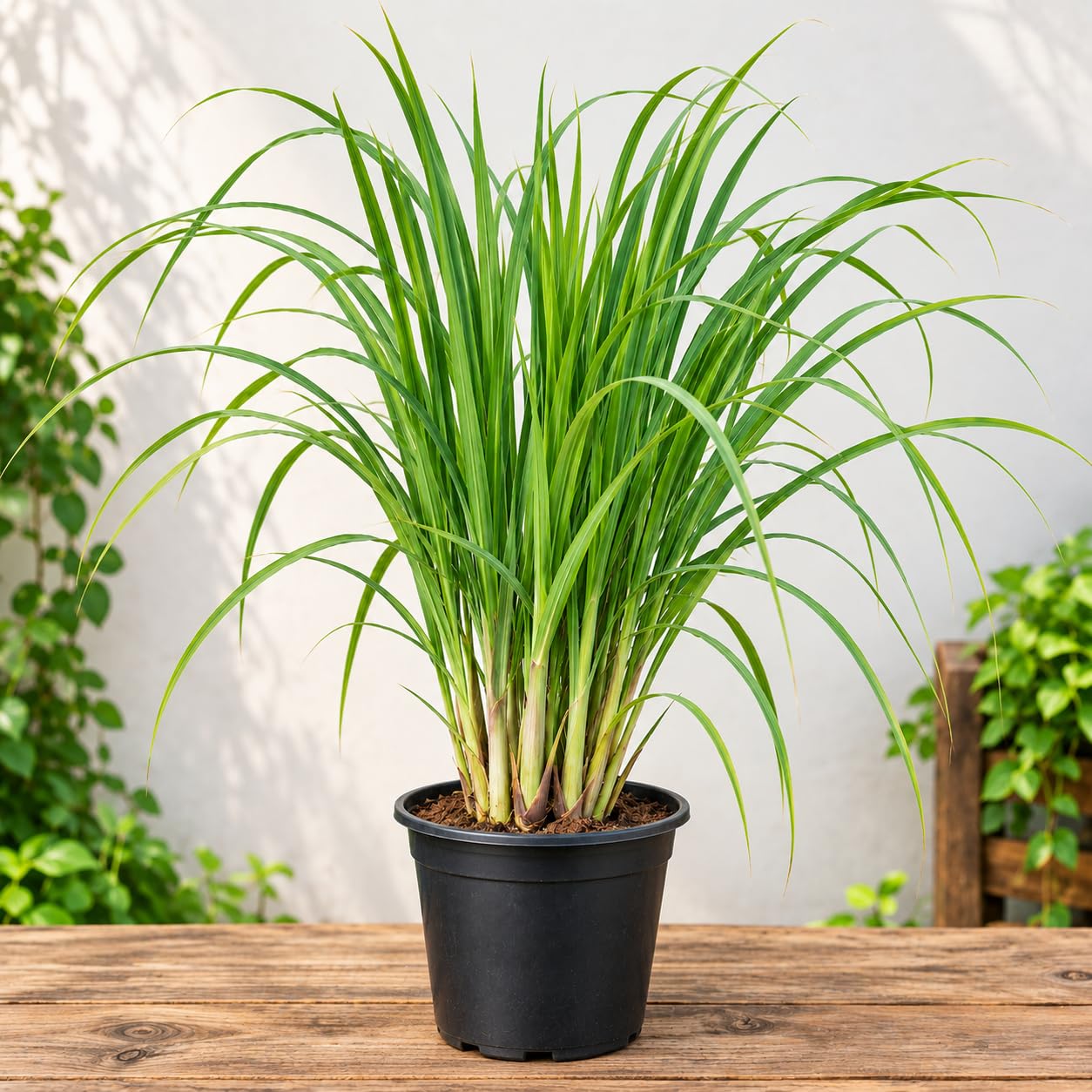 Lemongrass Plant (Cymbopogon) – Live Lemon Grass Plant