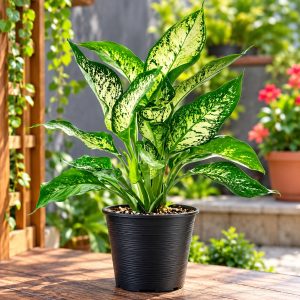 Oxygen Plants for Home Indoor No Sunlight | Aglaonema Snow White Live Plant | Chinese Evergreen | Without Pot