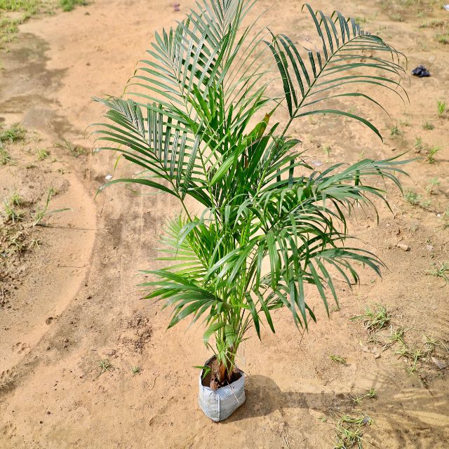 Areca Palm Plant (Dypsis Lutescens) | Butterfly Palm | Indoor & Outdoor Ornamental Plant