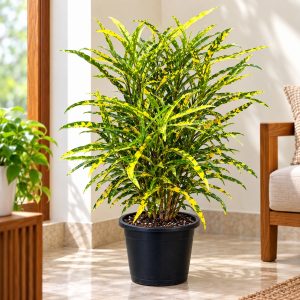 Gold Dust Croton Plant (Codiaeum Variegatum) | Thin Leaf Croton | Colorful Foliage Plant